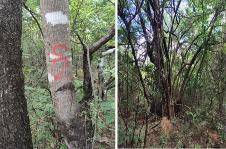 Justiça Federal suspende licença ambiental para supressão de Mata Atlântica em loteamento de Montes Claros